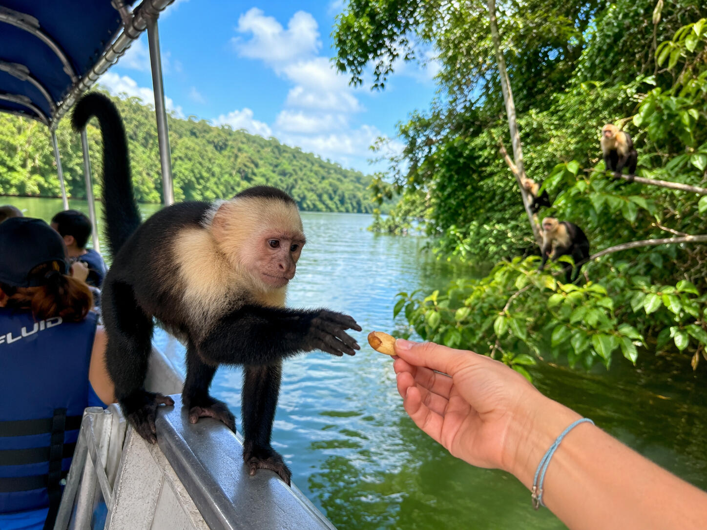 Capuchin monkey beside Gatun Lake