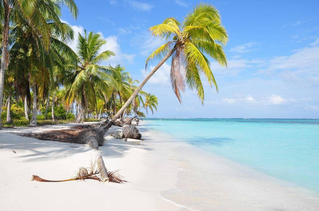 Palm-lined Caribbean beach